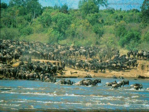 Sarova Mara Game Camp - Wildlife 